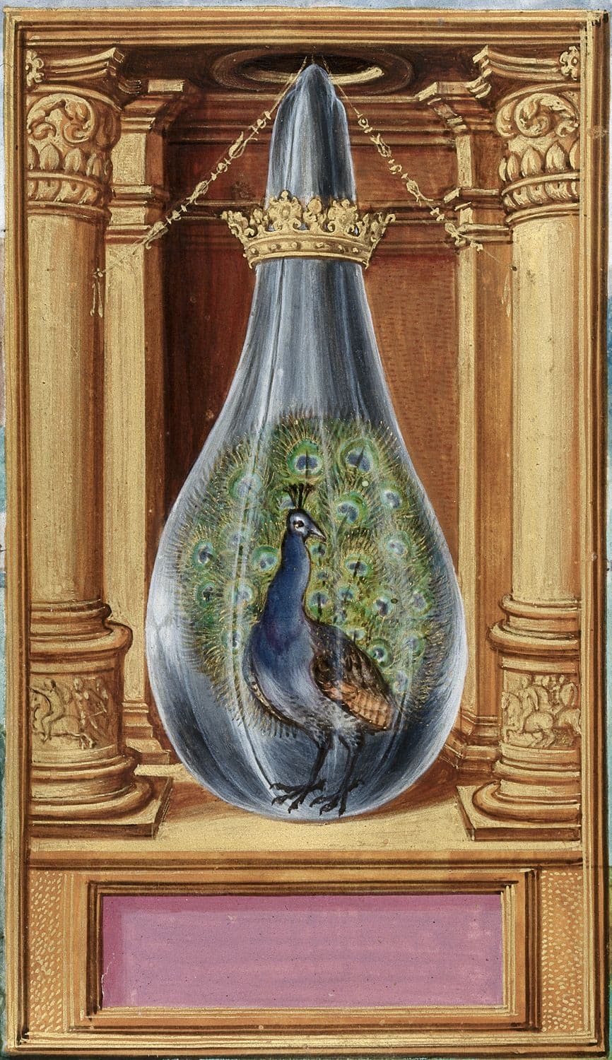 The Peacock’s Tail